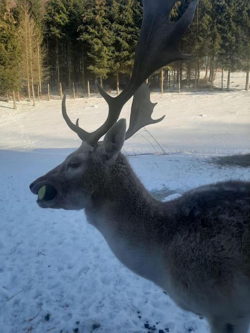 Dom Na Polanie Villa Brzeznica  Bagian luar foto